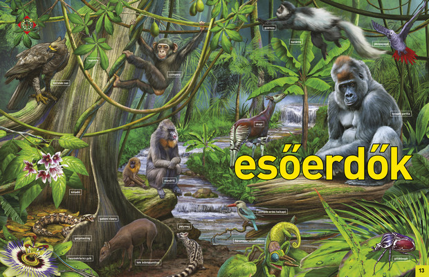 Az élet körforgása – Erdők