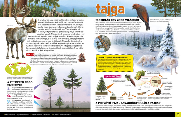 Az élet körforgása – Erdők