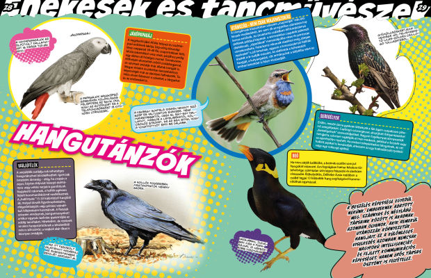 Az állatvilág mesterei 2. - Született művészek