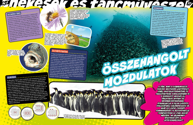 Az állatvilág mesterei 2. - Született művészek