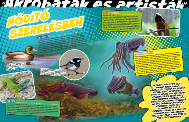 Az állatvilág mesterei 2. - Született művészek