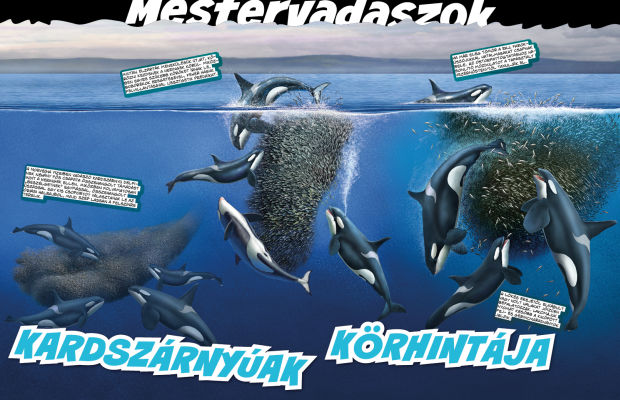 Az állatvilág mesterei 3. - A zsákmányszerzés mestersége