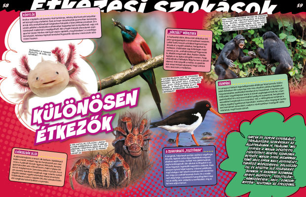 Az állatvilág mesterei 3. - A zsákmányszerzés mestersége