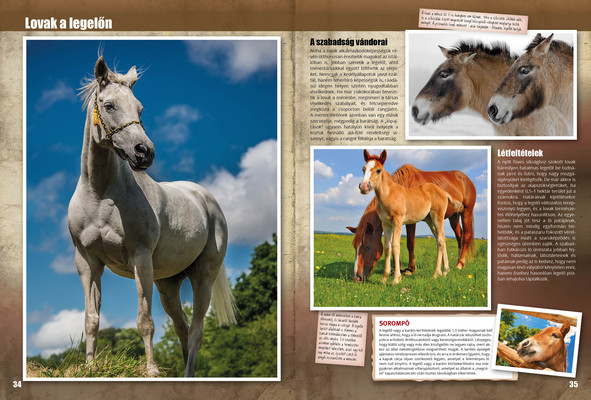 Kedvenceink a lovak
