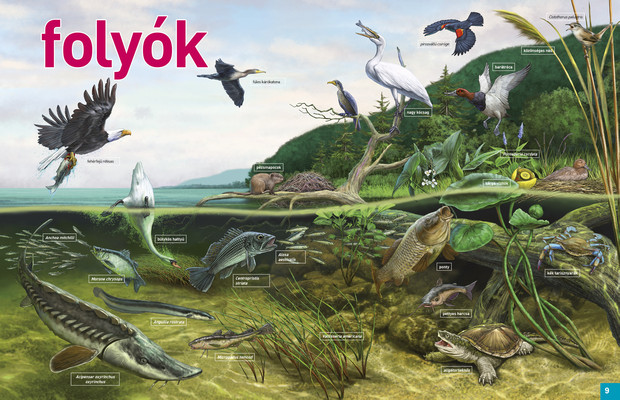 Az élet körforgása – Édesvizek