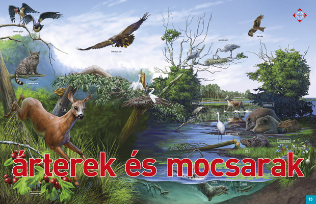 Az élet körforgása – Édesvizek