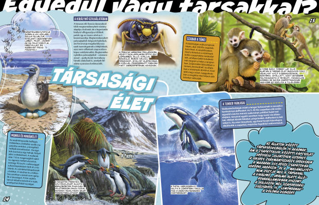 Az állatvilág mesterei 4. - A túlélés bajnokai