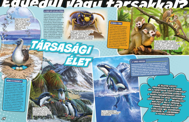 Az állatvilág mesterei 4. - A túlélés bajnokai