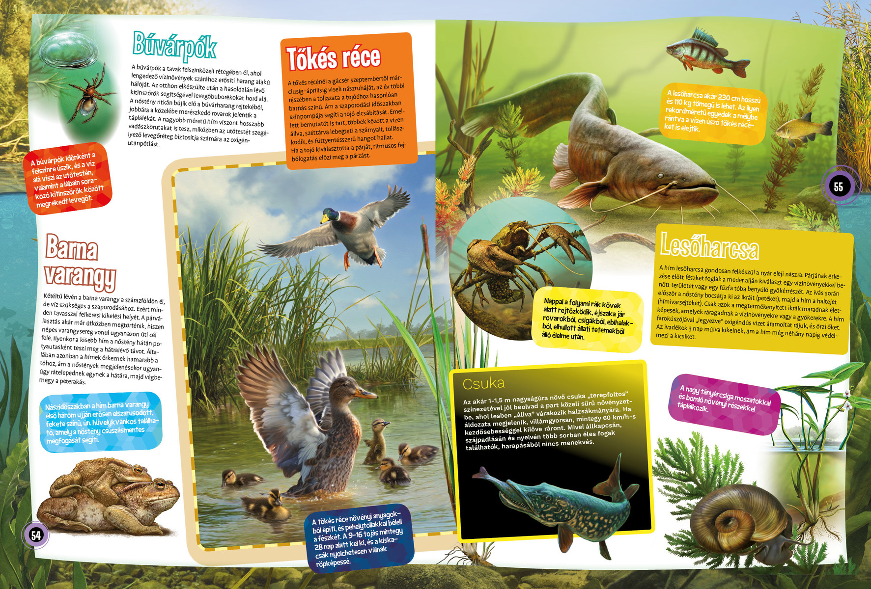 Magyarország vadvilága