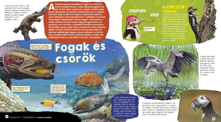 Elképesztő világ - Ragadozók