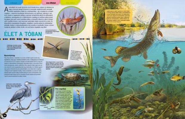 Állatlesen 2019 - Otthonok és szokások