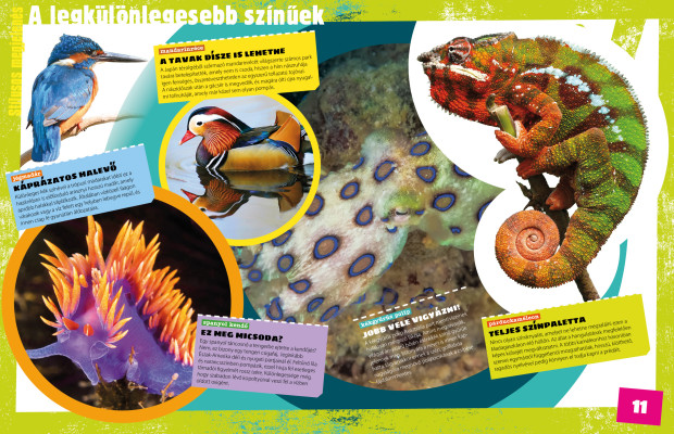 Tények és tévhitek – Megdöbbentő tények az állatvilágból