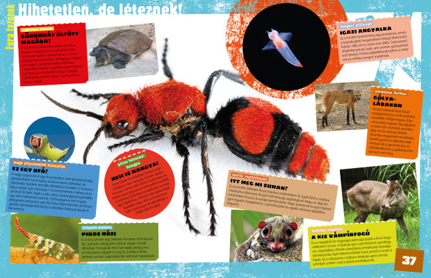 Tények és tévhitek – Megdöbbentő tények az állatvilágból