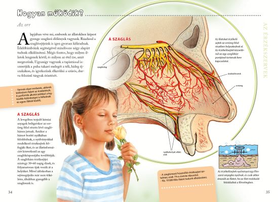 Kívül-belül emberi test