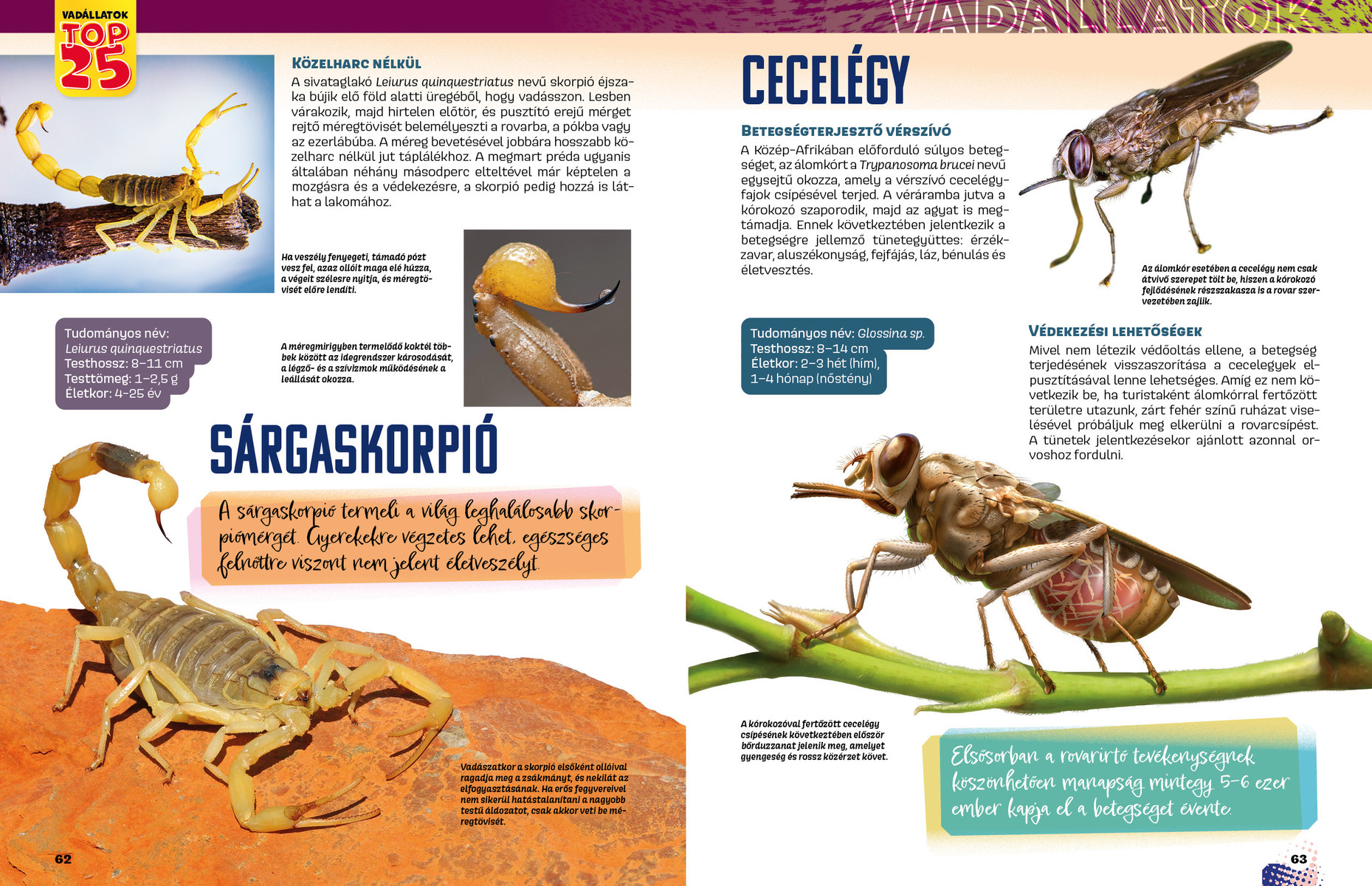 Vadállatok TOP25 - Veszélyesek 3D
