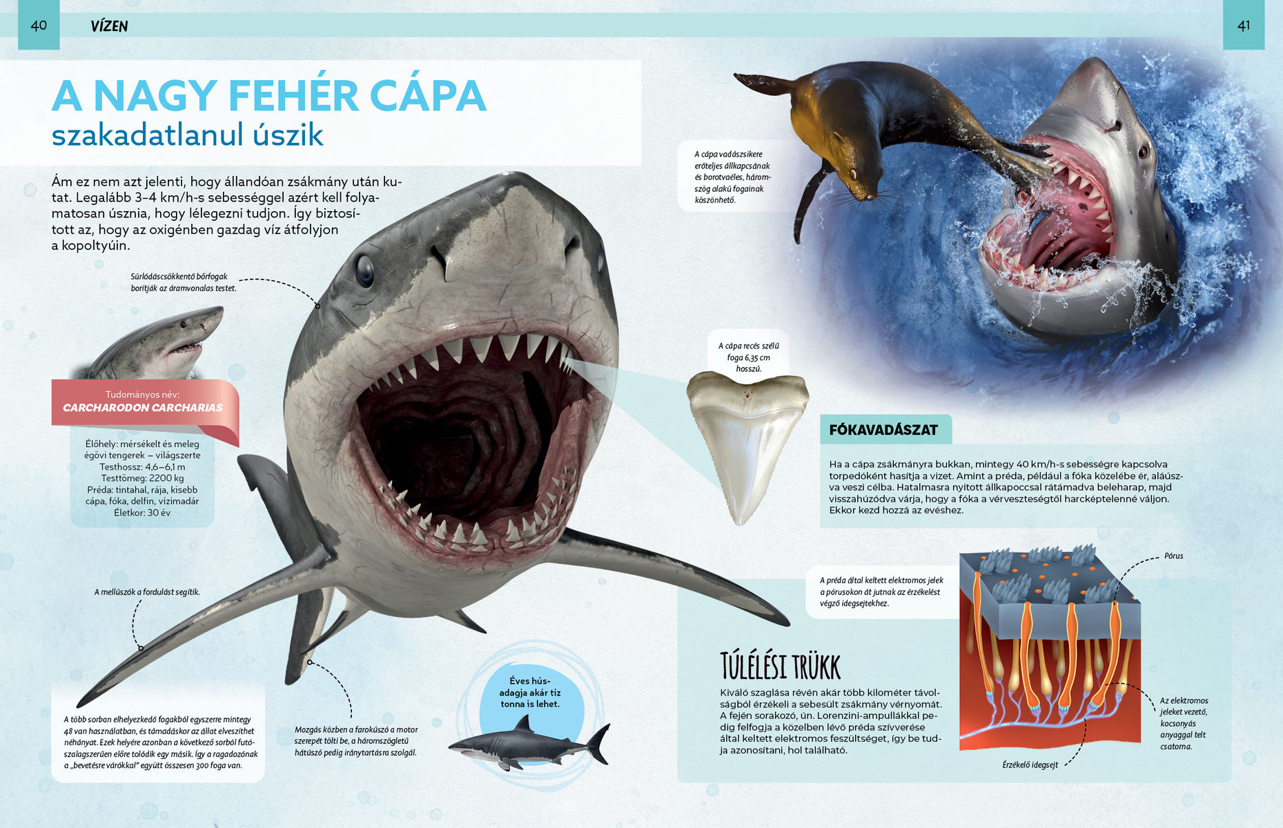 Szemtől szemben - Veszedelmes állatok