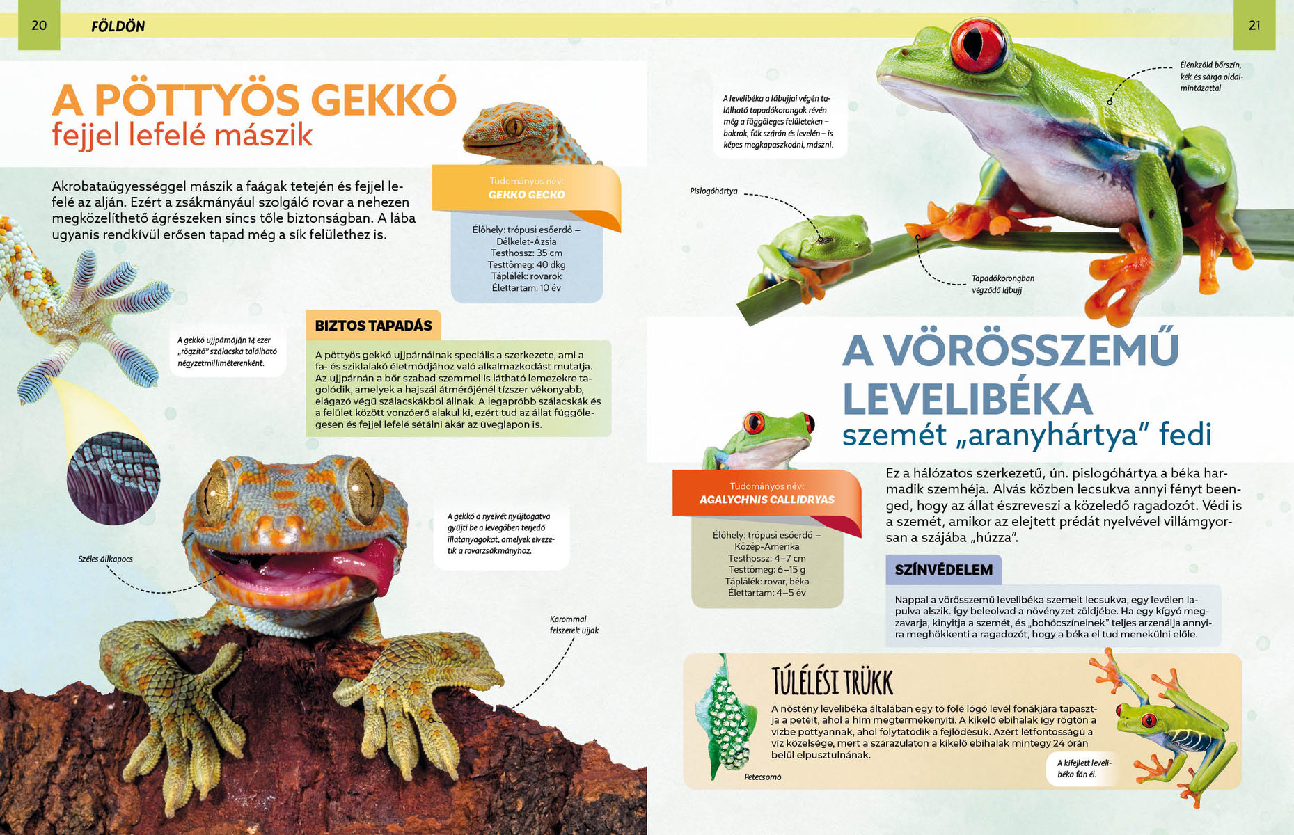 Szemtől szemben – Divatos állatok