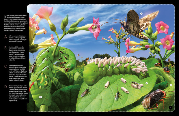 Mikrovilág – parányi élőlények nyomában