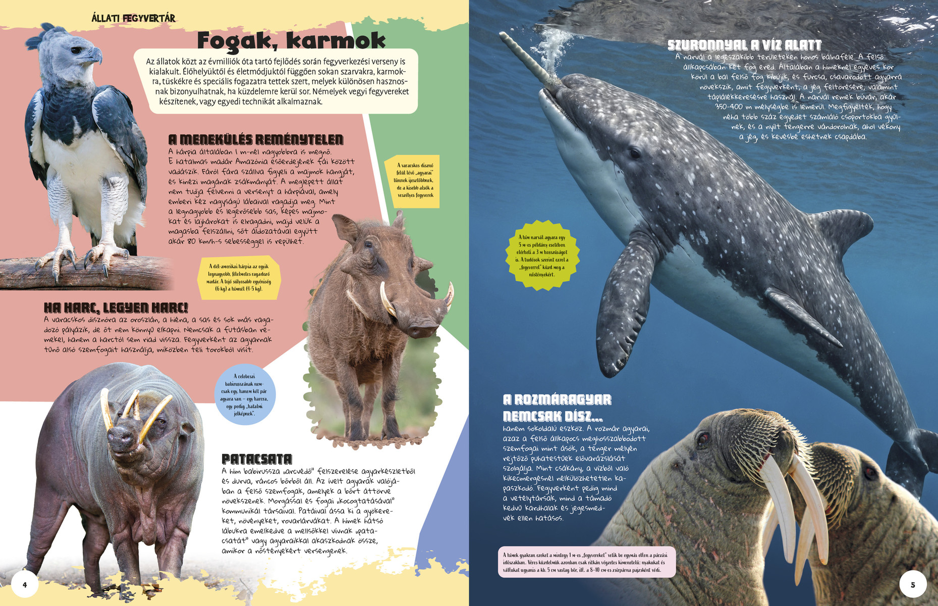 Ez állati! Harcosok a vadvilágban