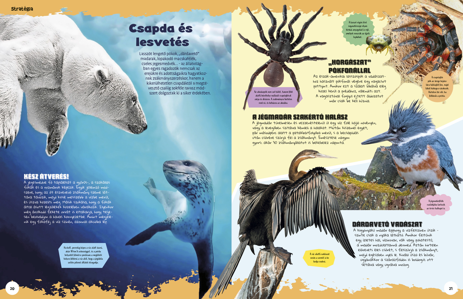 Ez állati! Harcosok a vadvilágban