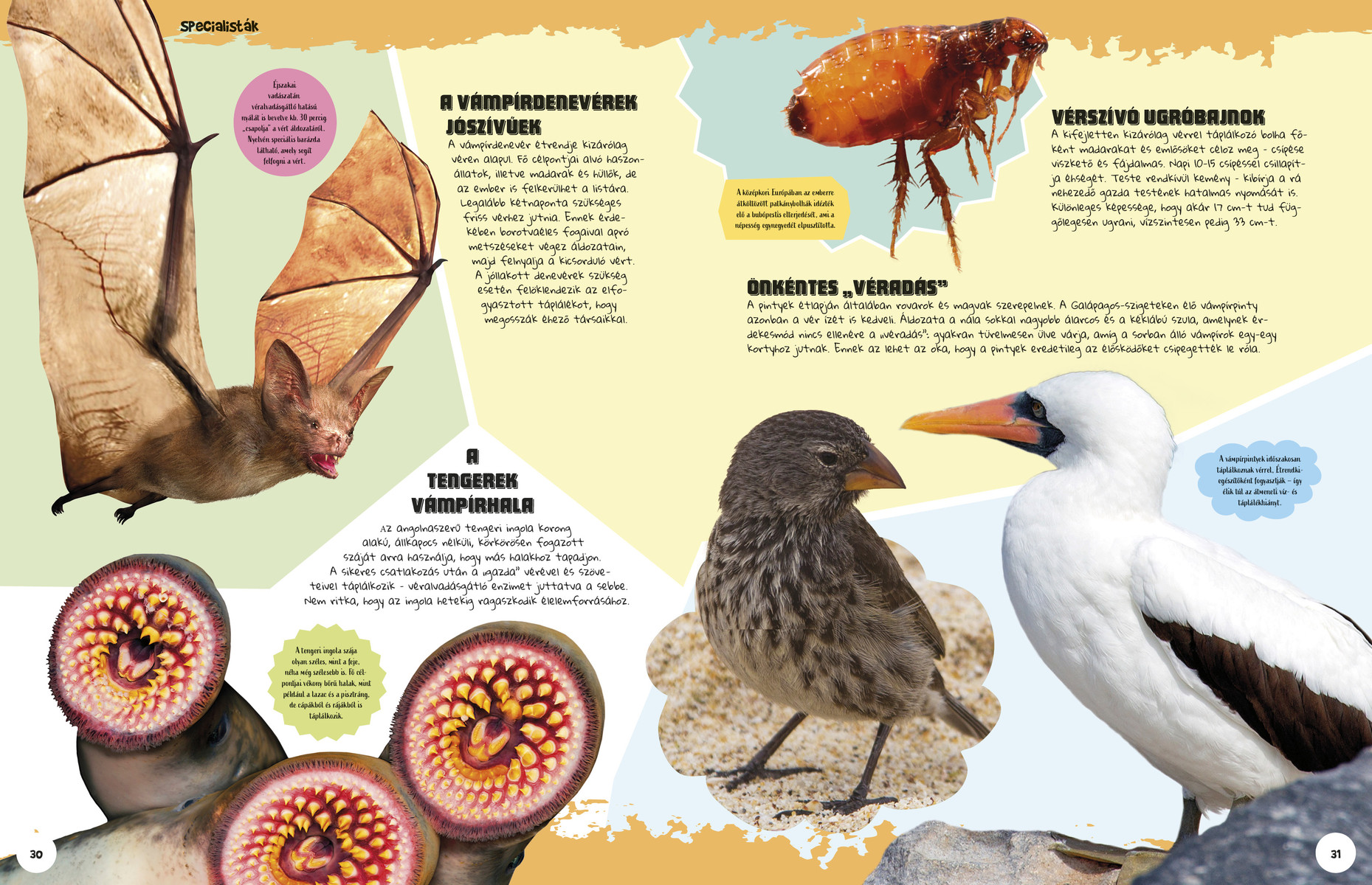 Ez állati! Harcosok a vadvilágban