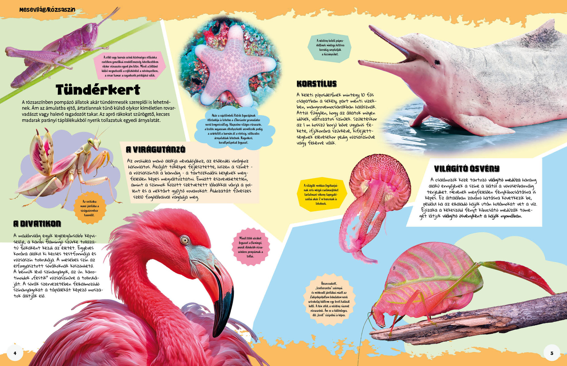 Ez állati! Színek és formák