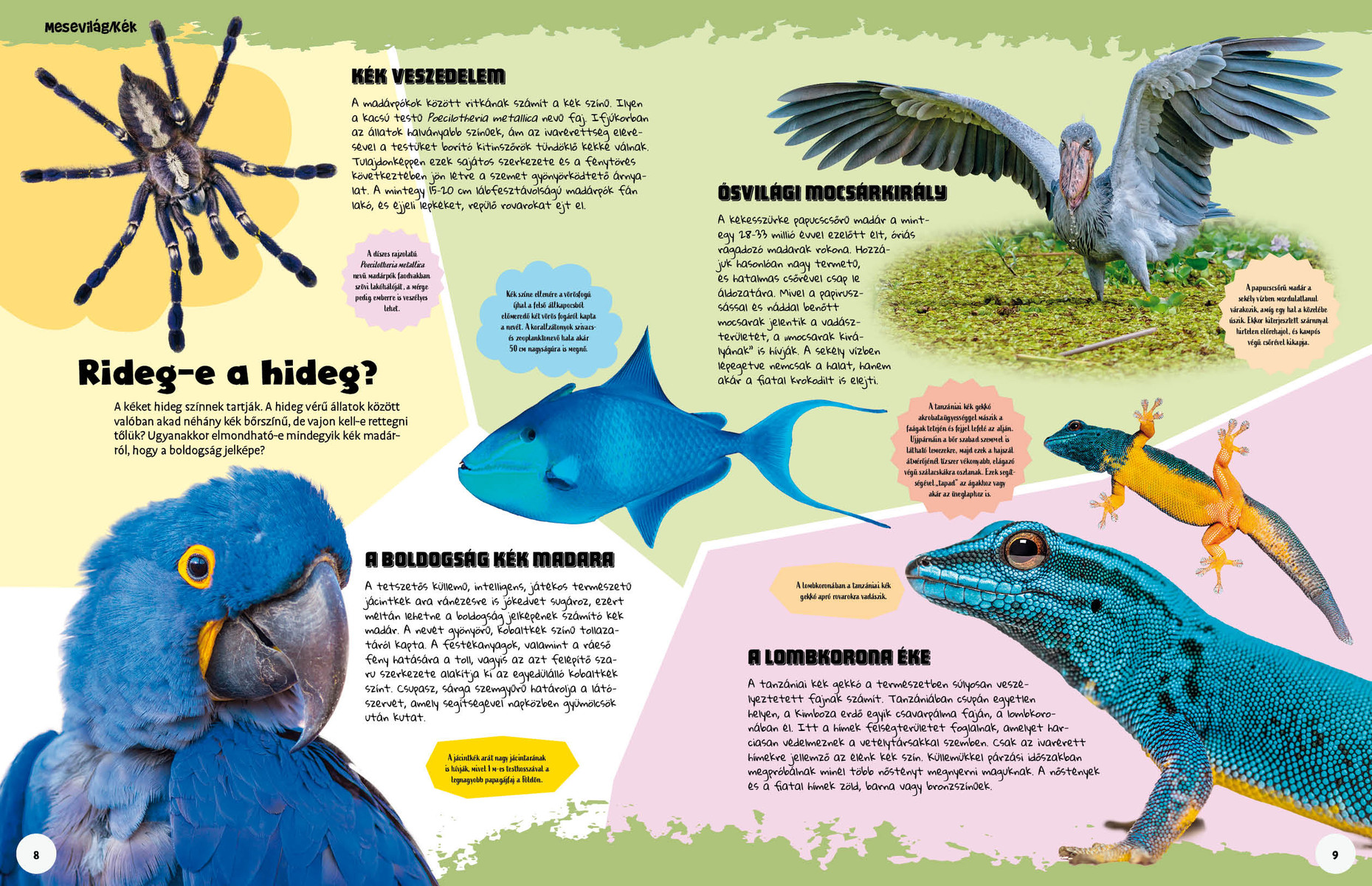 Ez állati! Színek és formák