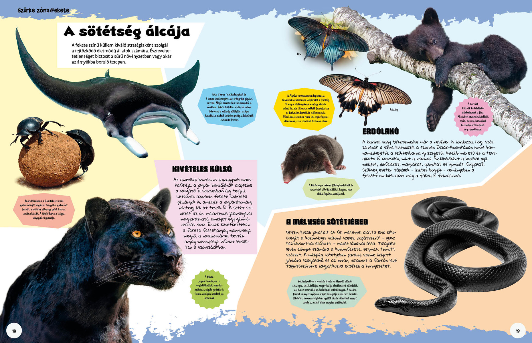 Ez állati! Színek és formák