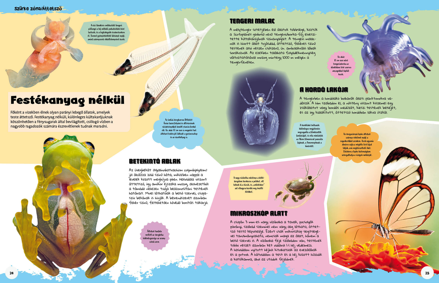 Ez állati! Színek és formák