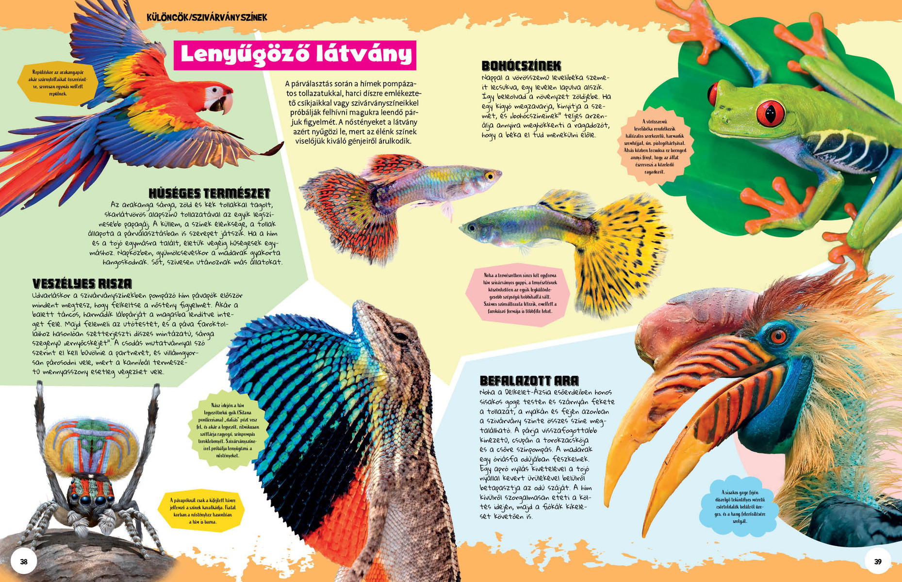 Ez állati! Színek és formák