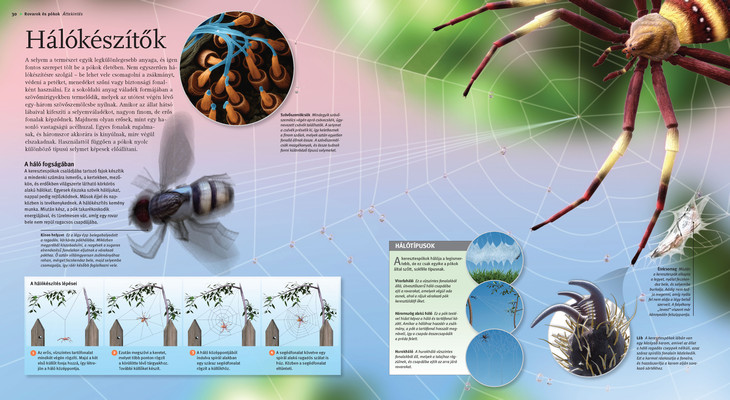 Rovarok és pókok – Bennfentes