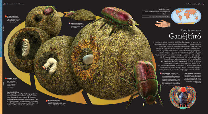 Rovarok és pókok – Bennfentes