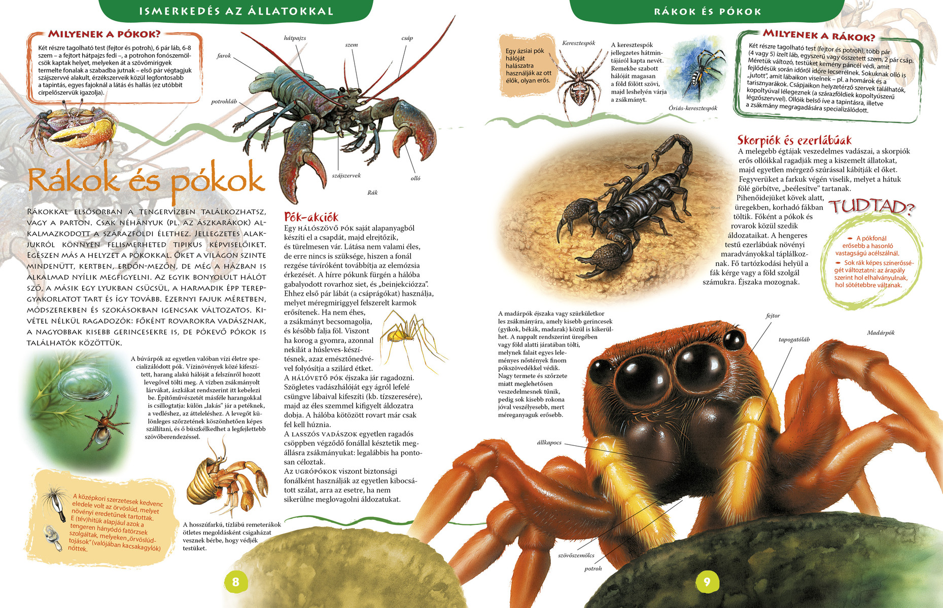 Képes állatenciklopédia