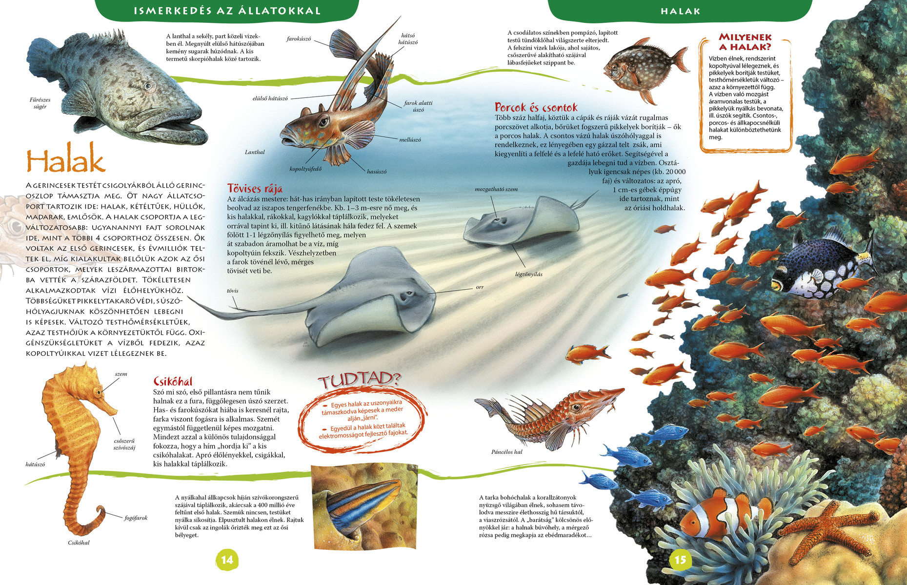 Képes állatenciklopédia