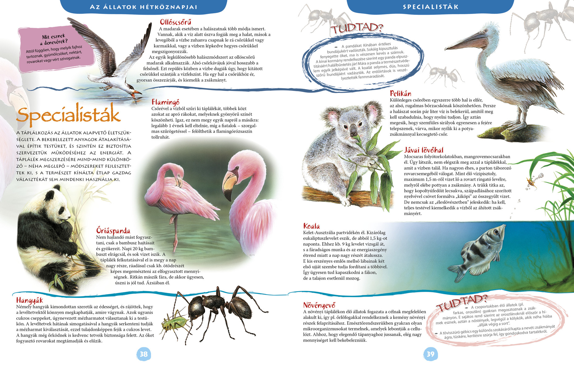 Képes állatenciklopédia