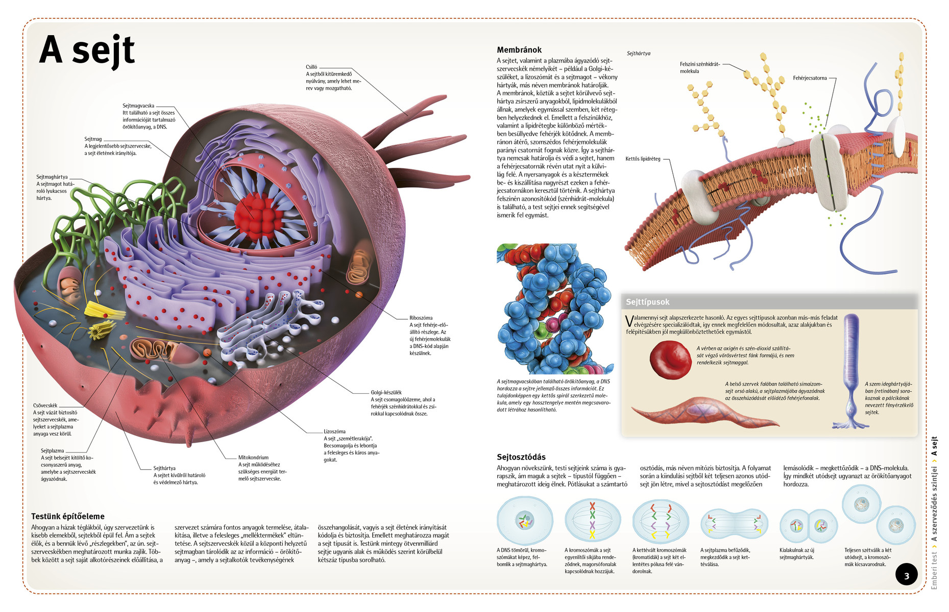 Így működik: Az emberi test