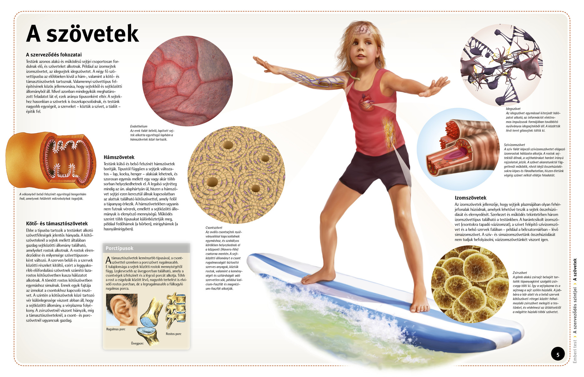 Így működik: Az emberi test