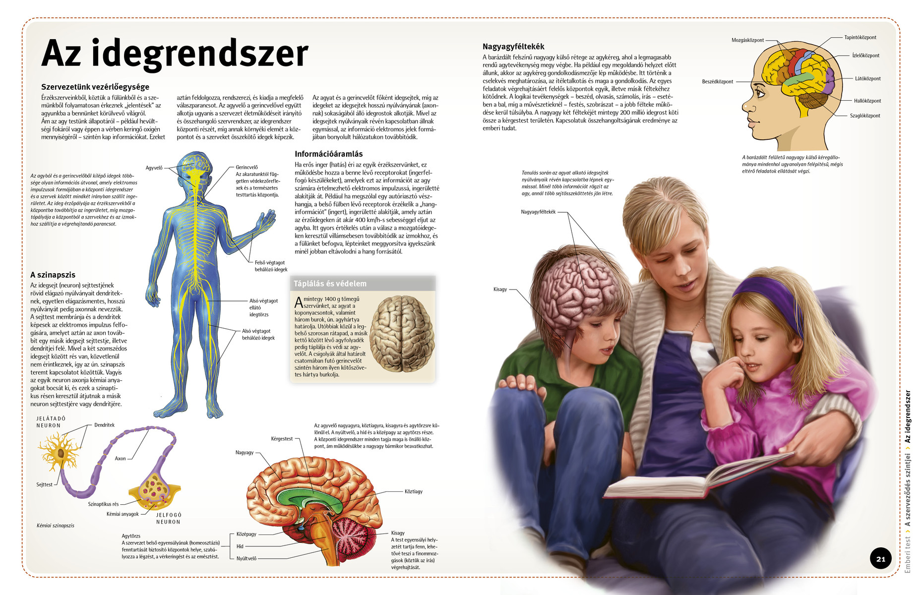 Így működik: Az emberi test