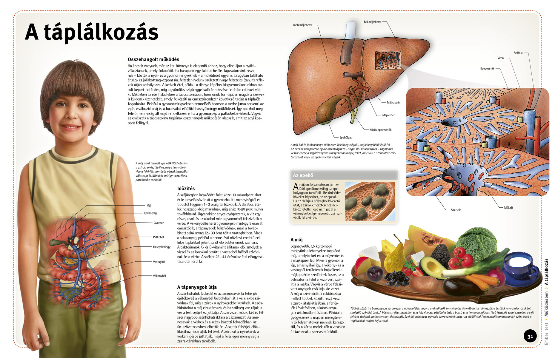 Így működik: Az emberi test