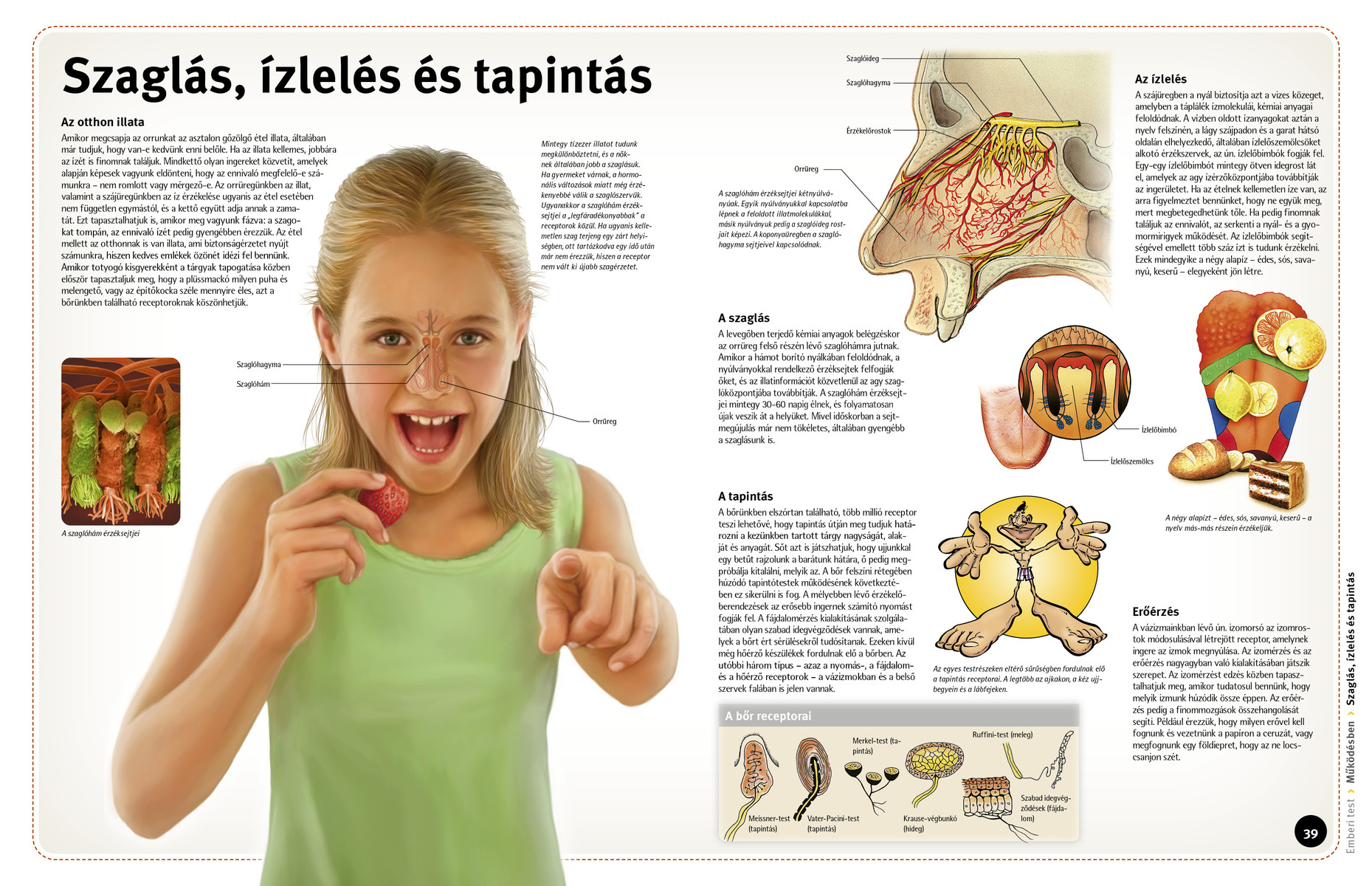 Így működik: Az emberi test