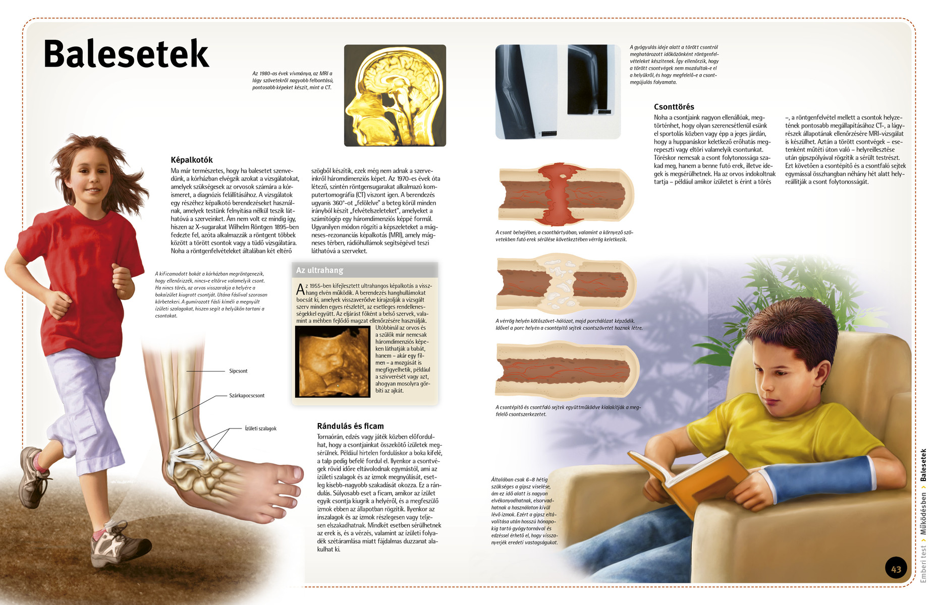 Így működik: Az emberi test