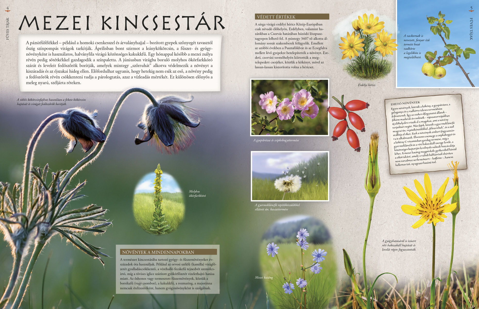 Hazánk élővilága