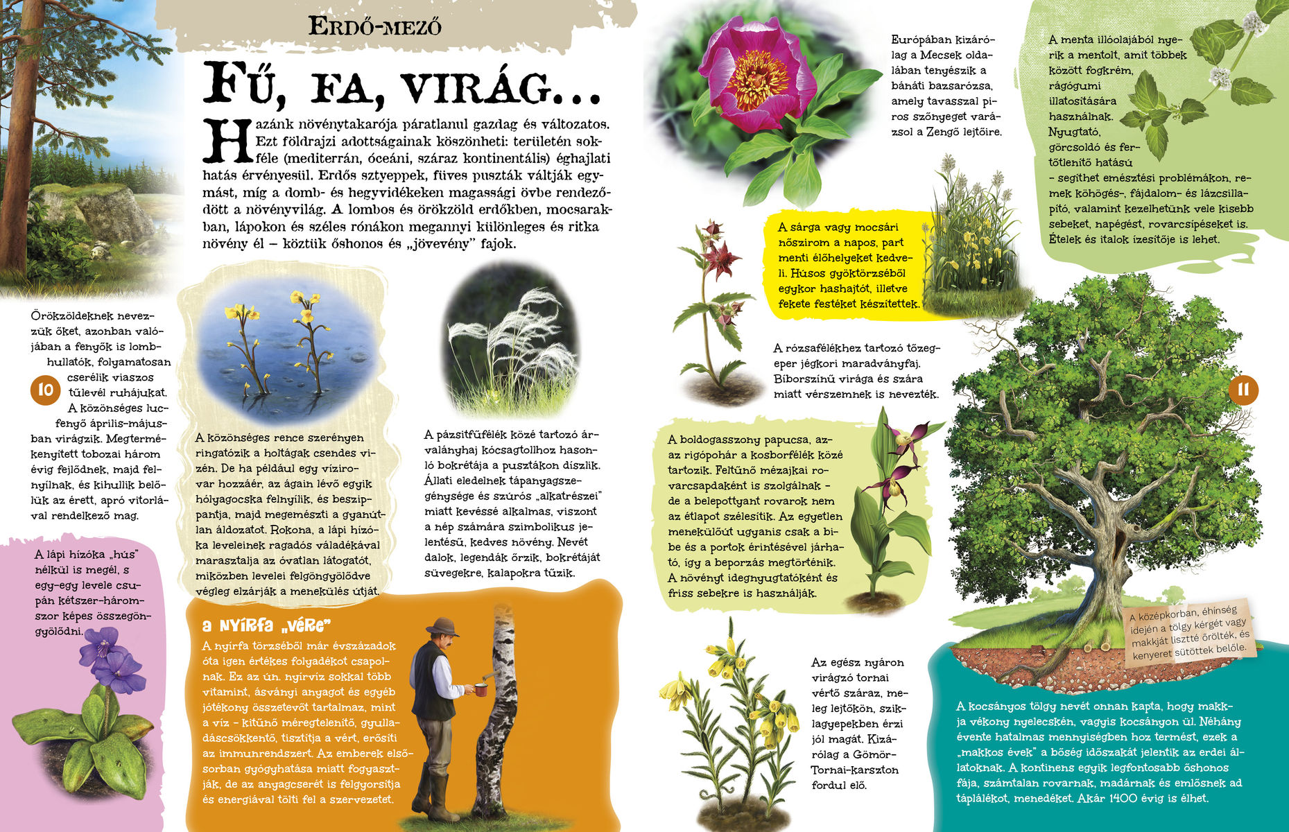 A természet világa