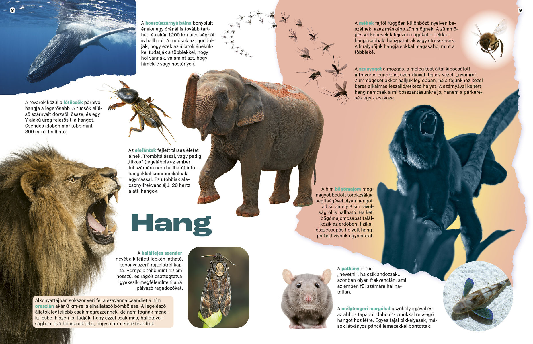 Elképesztő állatok