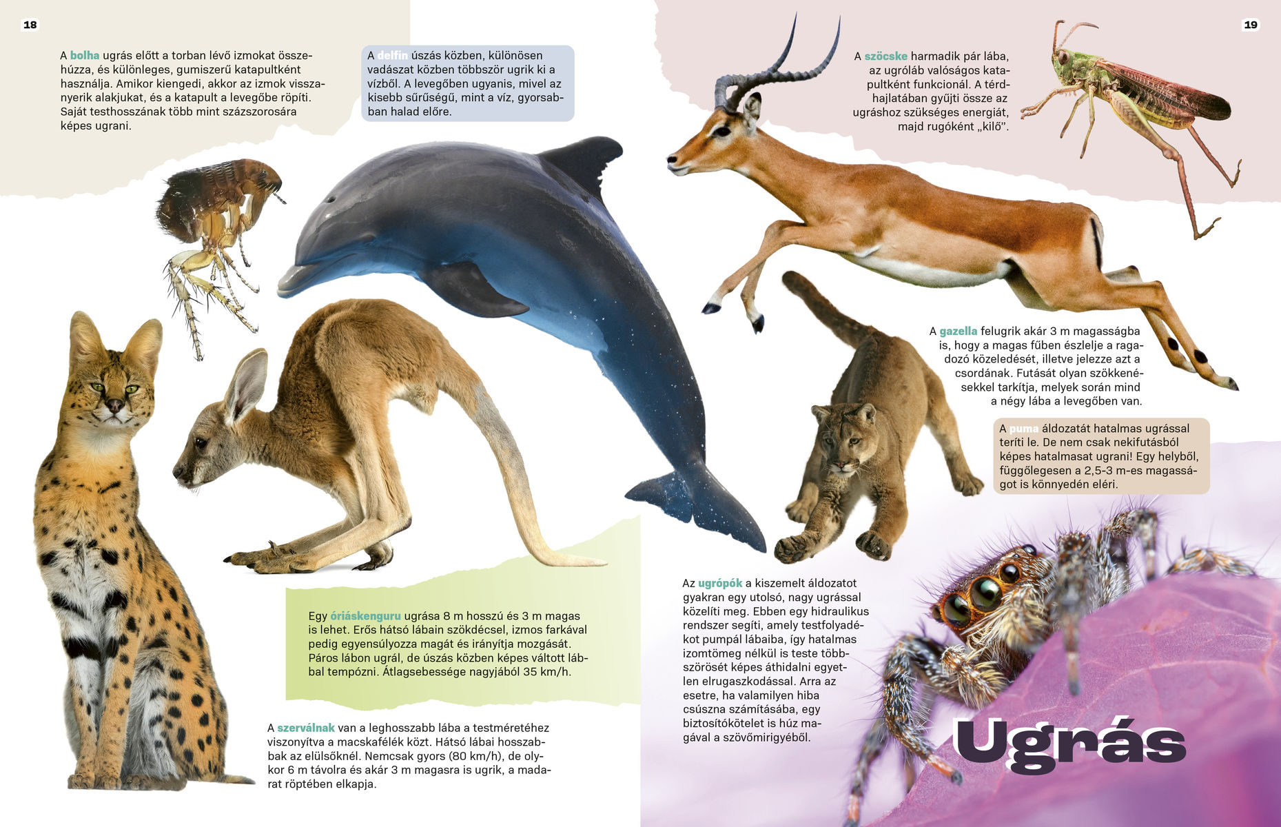 Elképesztő állatok