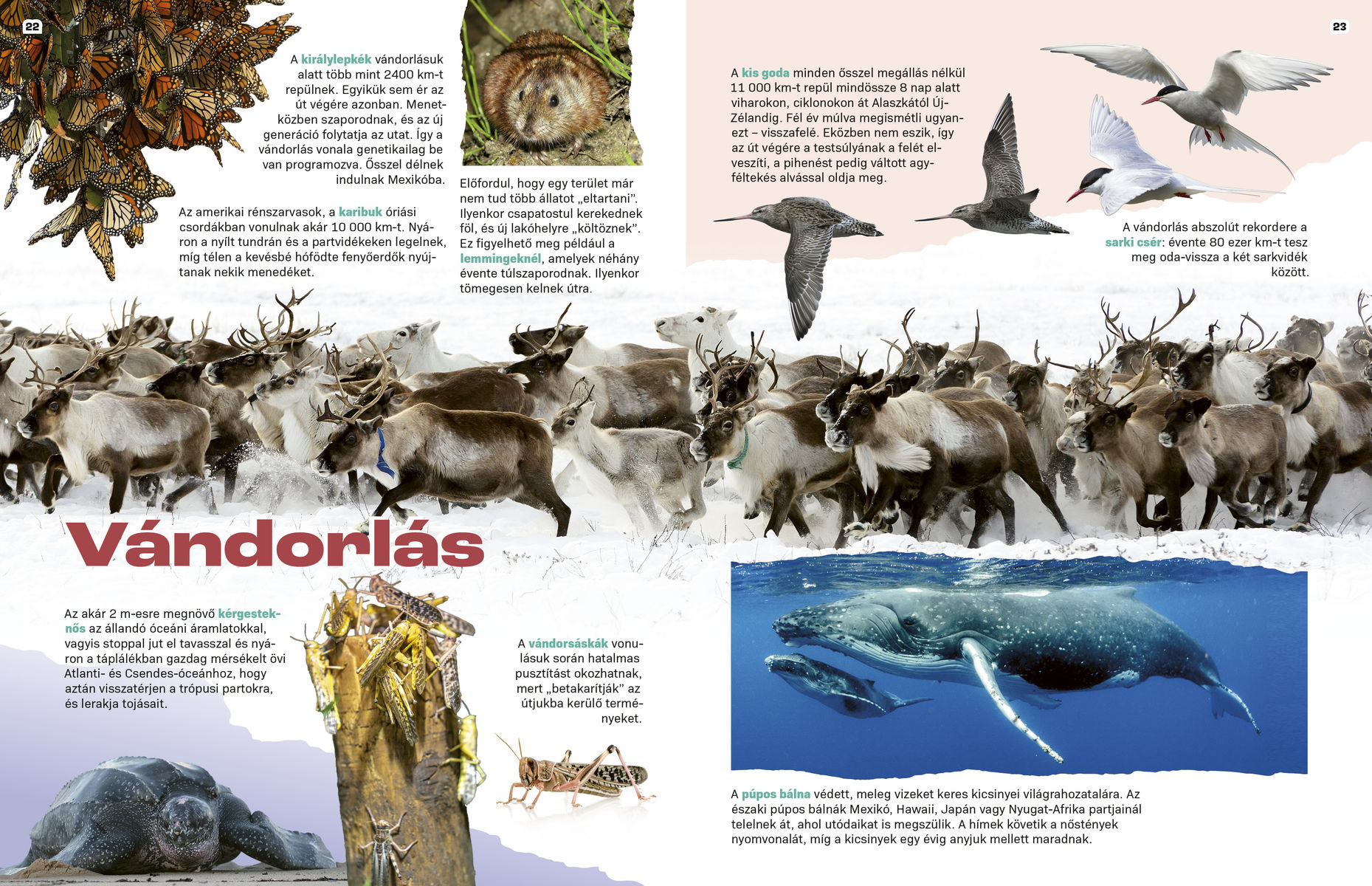 Elképesztő állatok