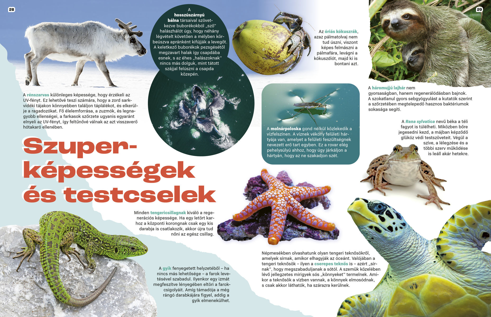 Elképesztő állatok